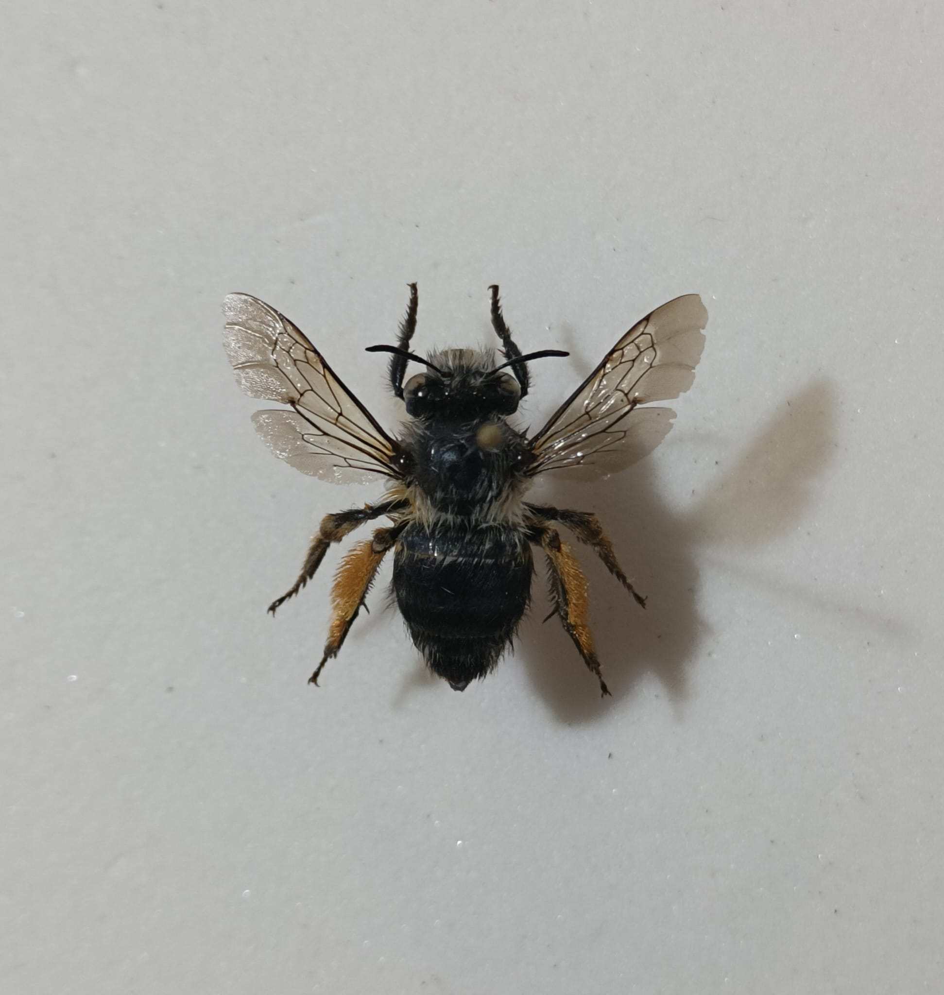 Richiesta identificazione di questo imenottero.